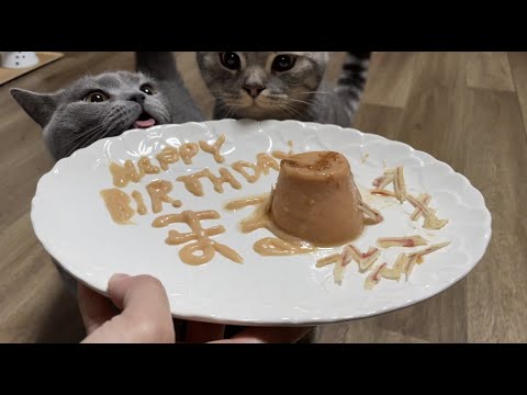2歳の誕生日を迎えたシャルトリュー のまるちゃん！お家に来てからを振り返ってみました。