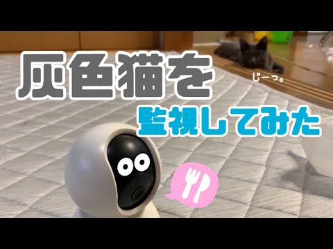 【猫】監視カメラで灰色猫を見守ってみた