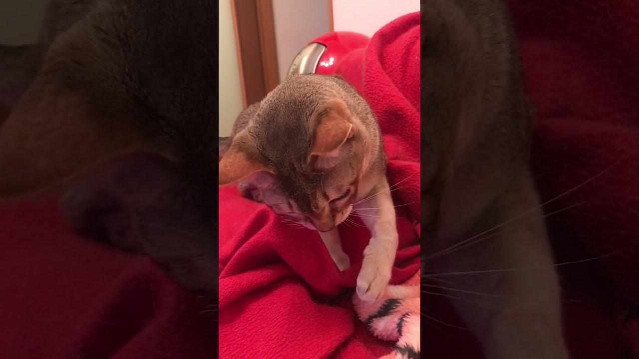 オモチャが見つからないので当てずっぽうにペシペシするシンガプーラなのにゃ♪