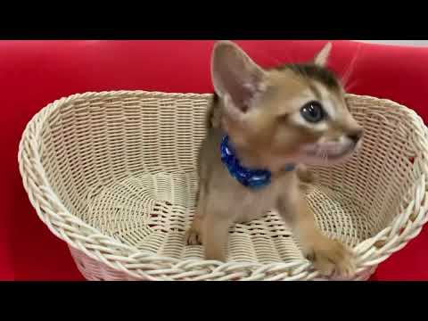 アビシニアンルディの子猫兄妹☆＜2021/3/18産まれ＞