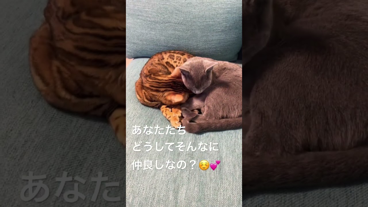 どうしてそんなに仲良しなの？ #猫 #ロシアンブルー #ベンガル猫 #仲良し猫