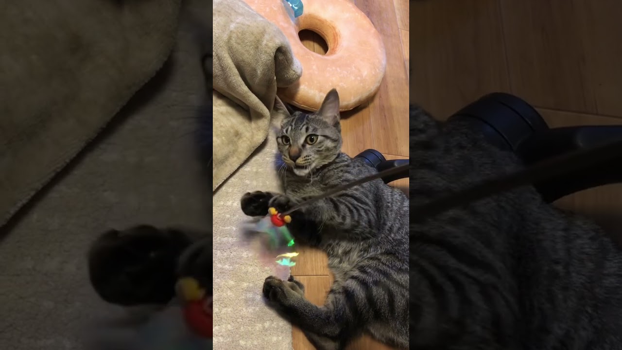 なんか考えてる子猫
