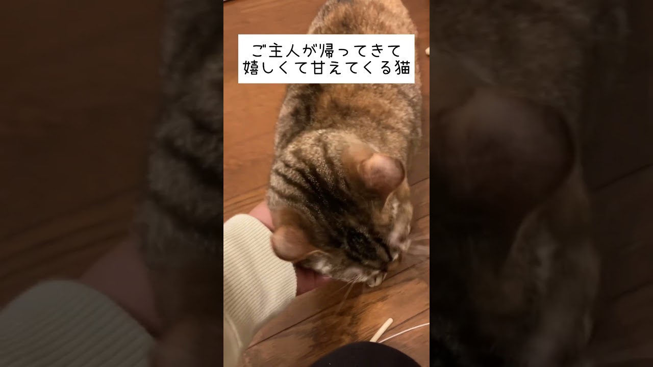 甘々な猫と塩対応な猫 #shorts #マンチカン #姉妹 #かわいい #ねこのいる生活
