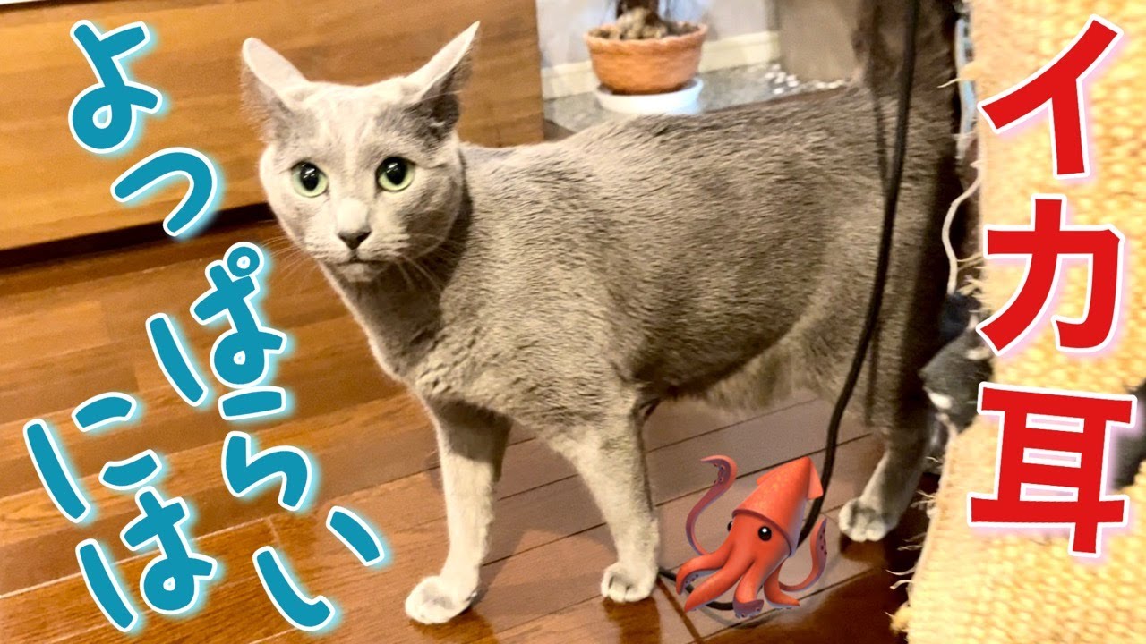 猫はホロ酔い帰宅した飼い主にどう反応する？【ロシアンブルー】Russian Blue cat Kotetsu~What does a cat do to its owner homing drunk?
