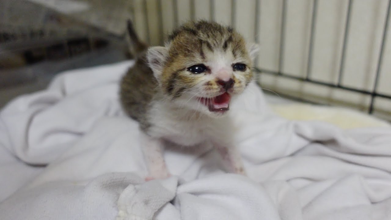 寝ぼけた子猫が飼い主を発見した時の反応…笑