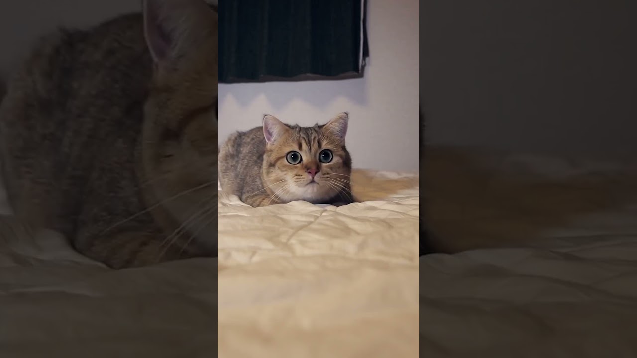 【ねこ】サイレンの音にビックリする猫
