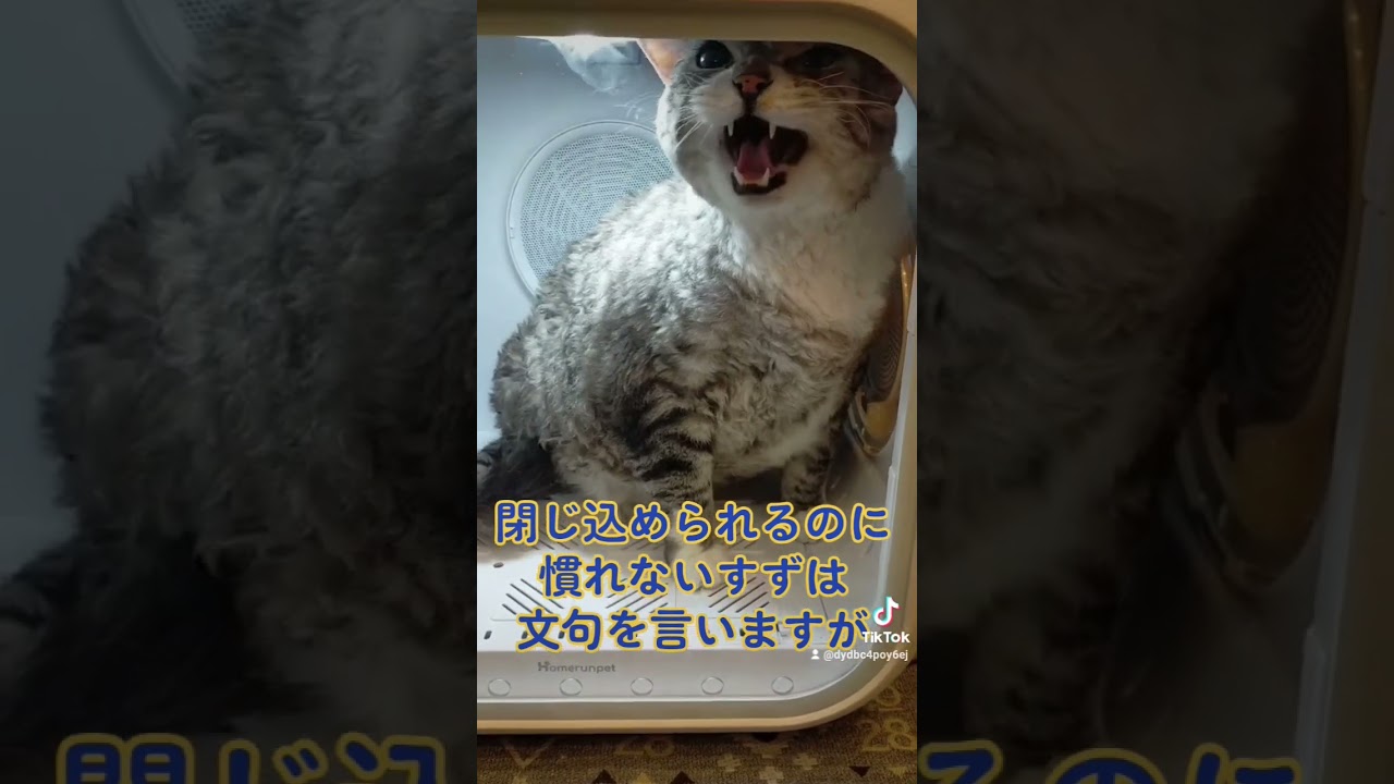 ドライハウスに入れられると… #shorts#シャンプー後#マンチカン#スコティッシュフォールド