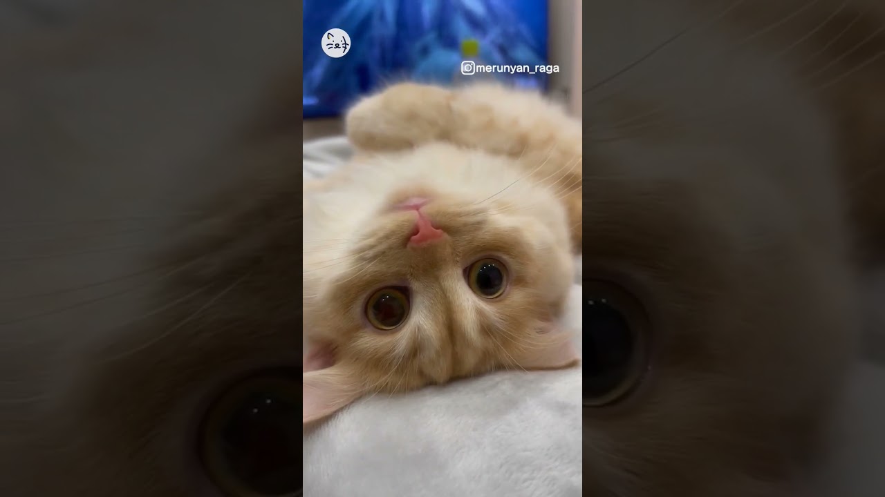 可愛い子猫ちゃん！Are you filming？🐈める ラガマフィン #猫王国 #ラガマフィン #子猫  #cat #catlover