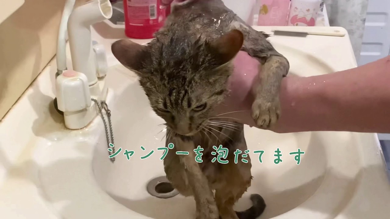 子猫のお風呂動画【ナナハチ’s ROOM】オシキャット☆チョコレートスポッテッドの男の子　20201210