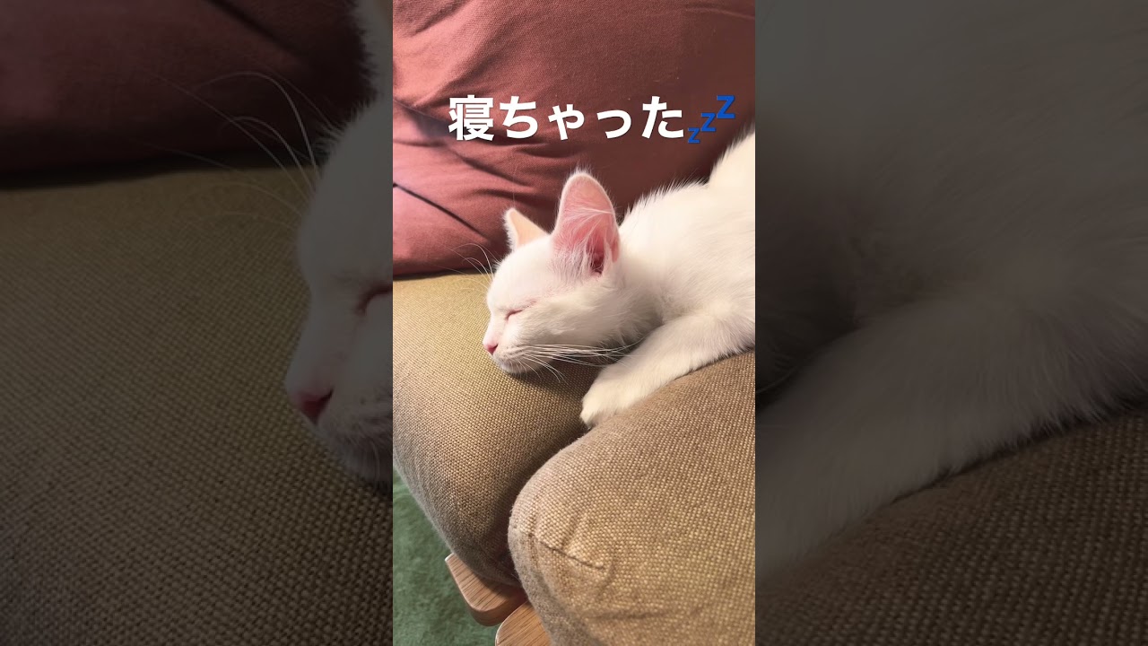 生後3ヶ月のラグドールの子猫の寝顔