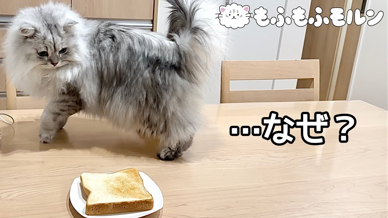 猫が毎朝やってしまう謎の行動をご覧ください 【サイベリアン】
