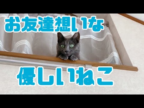 【猫】お友達想いな灰色猫