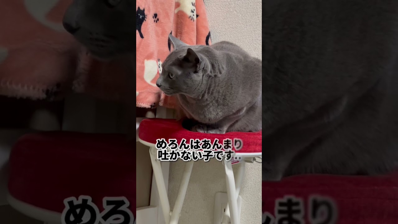 【ロシアンブルー】めろん早飲みはあかんよ😂【猫】#shorts