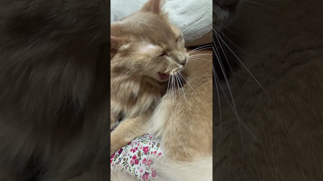 【ソマリ猫】スロー撮影中に大あくびする猫！