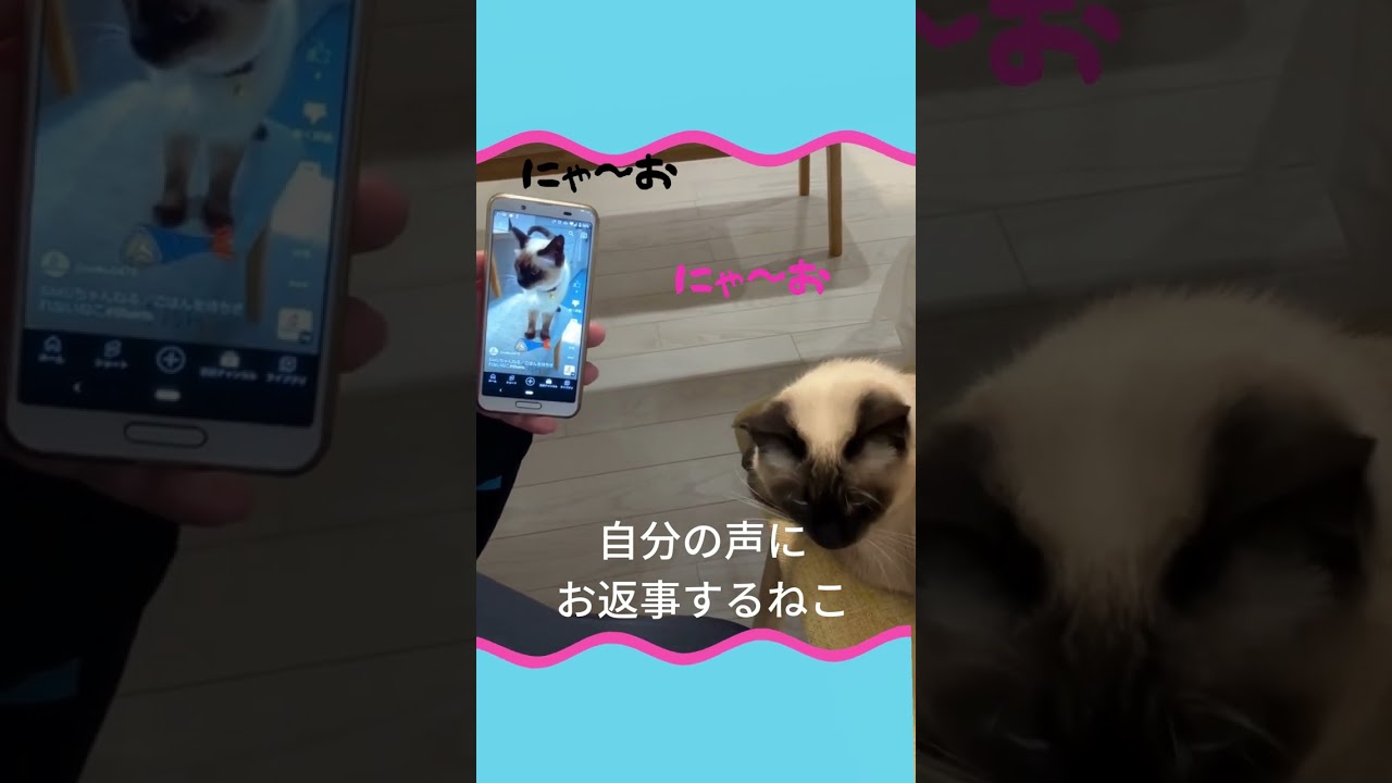 【保護猫】自分の声に返事するねこ#Shorts