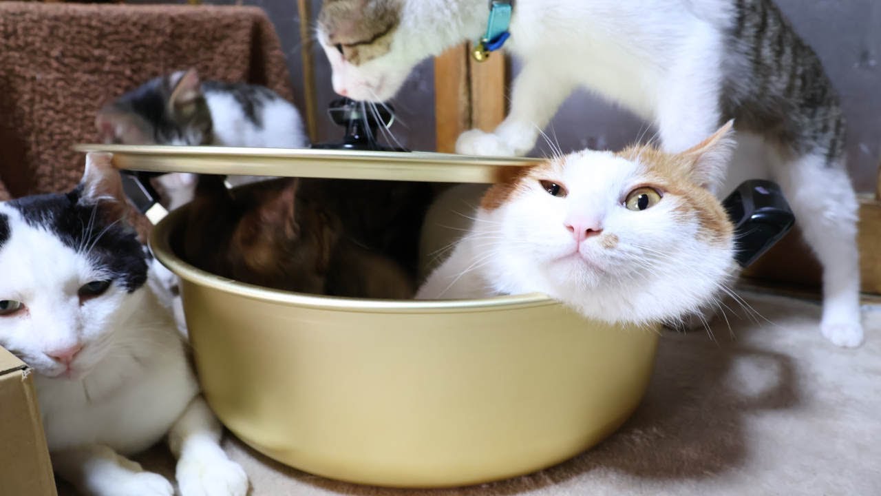 鍋で遊ぶ子猫たち　230123