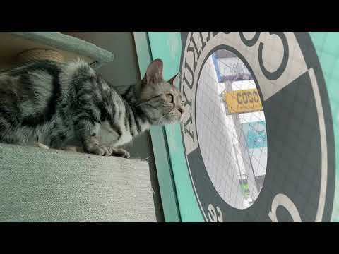 ペットショップCoo&RIKU　531566　アメリカンショートヘアー