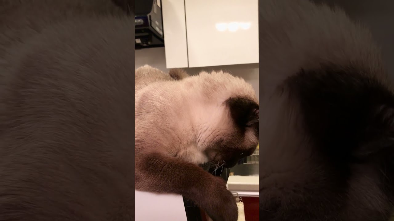 鬼のお面なんてかぶらないたぬき猫なのにゃ♪