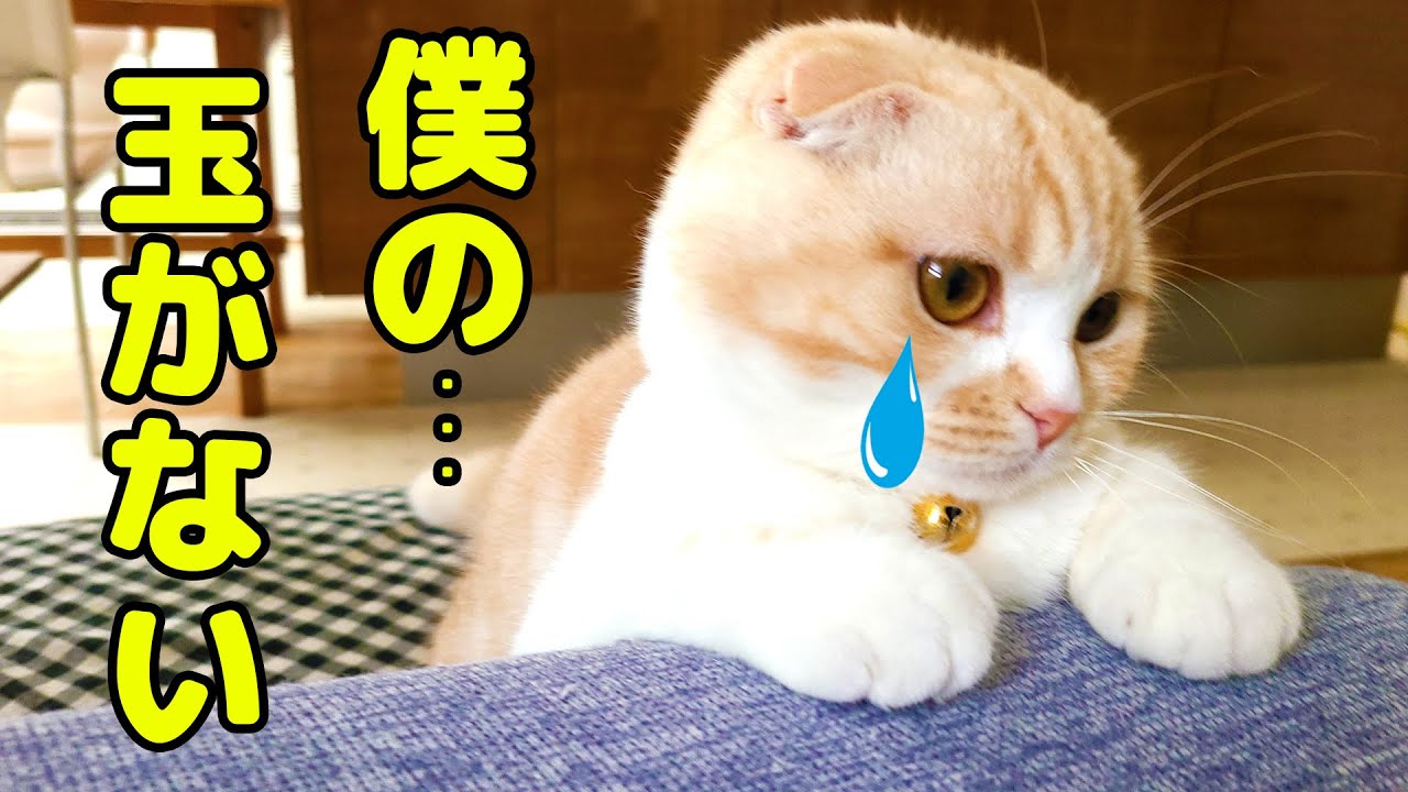 去勢後にタマタマが無い事に気づいた子猫とハスキー犬達の反応に泣けました...