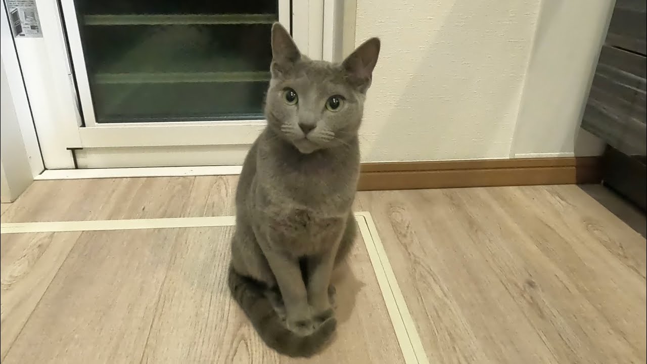 あなた、さっきまで眠そうにしてたじゃん...（笑）