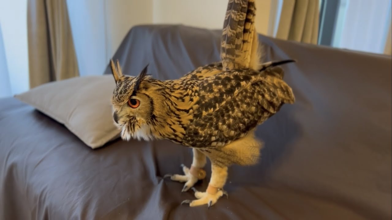 #604 来訪者に驚くフクロウ Owl startled by visitor 【ベンガルワシミミズク】