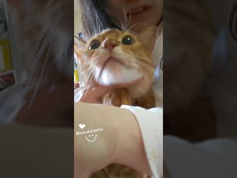 甘えん坊あびちゃん　20210501#Shorts #cat #Abyssinian #猫 #アビシニアン