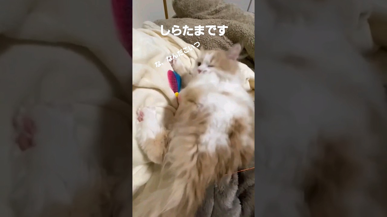 【子猫】戦う相手を間違えた猫#ラガマフィン #それはあんよ #shorts #猫動画