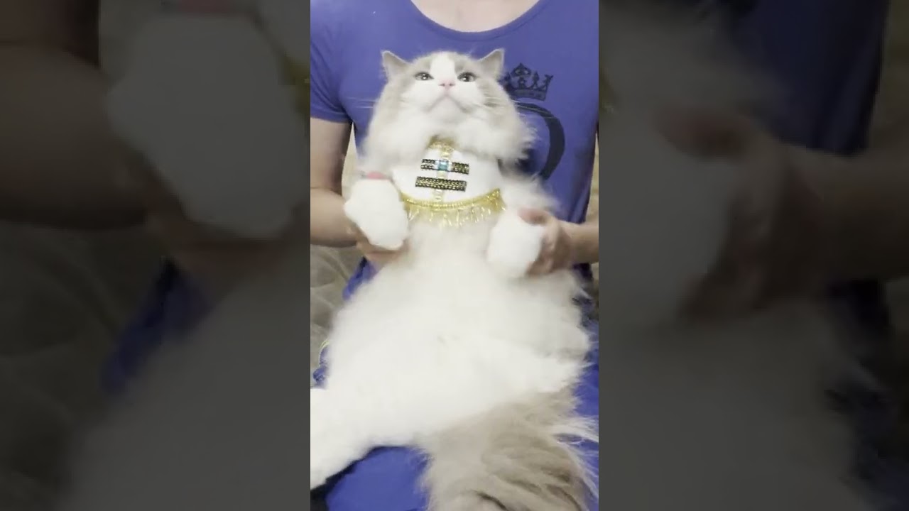 王子様に変身するとノリノリで踊ってしまう猫【ラグドール】【かわいい】#shorts