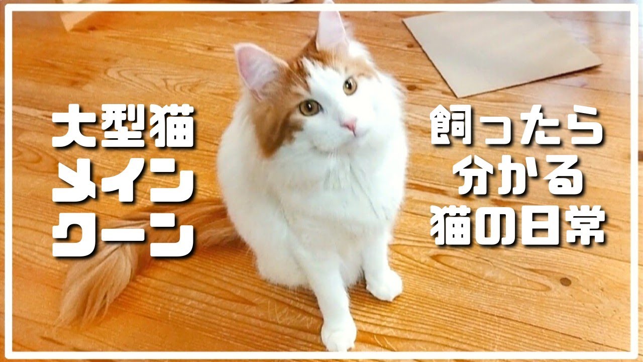 大型猫を飼うとどんな生活になるのか？メインクーンのリアルな日常