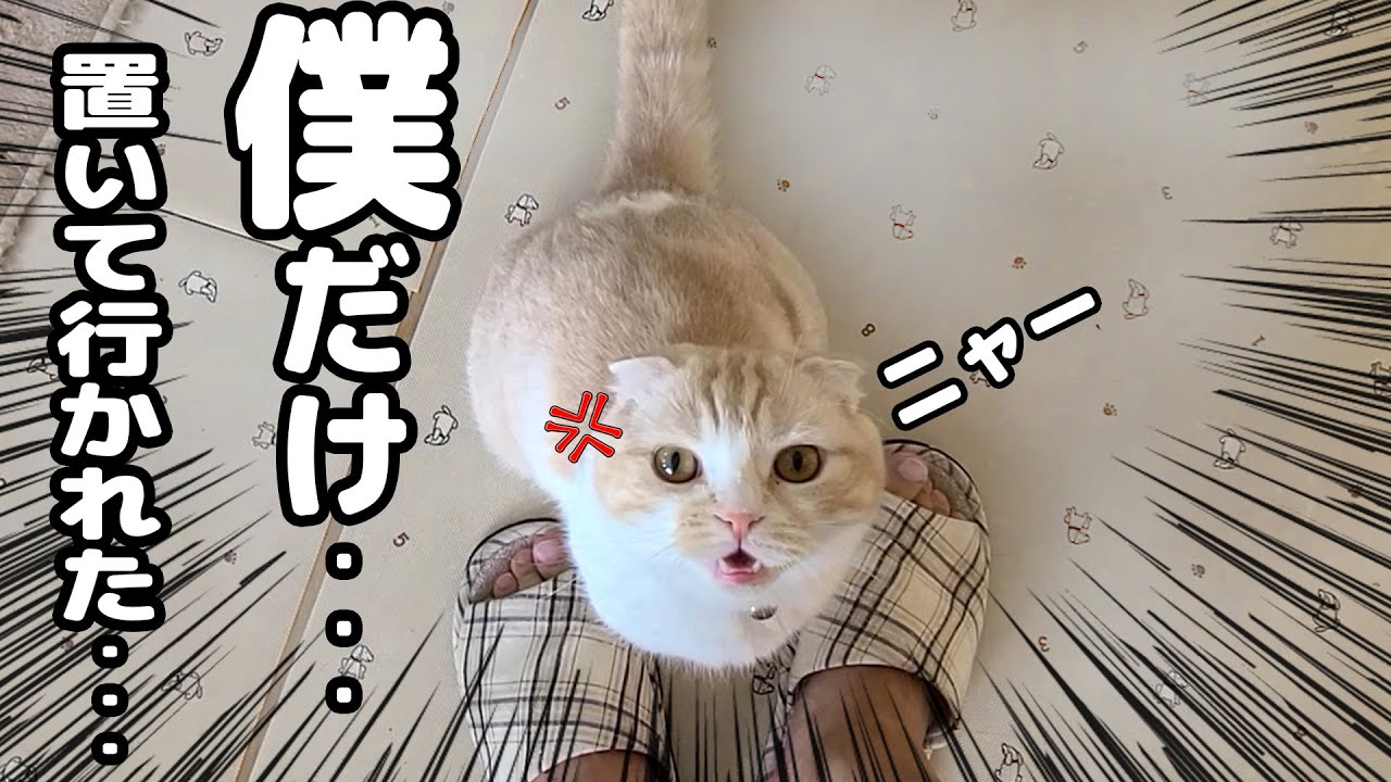 こっそり犬達と出かけたら子猫にニャーニャー文句言われて噛まれました...笑