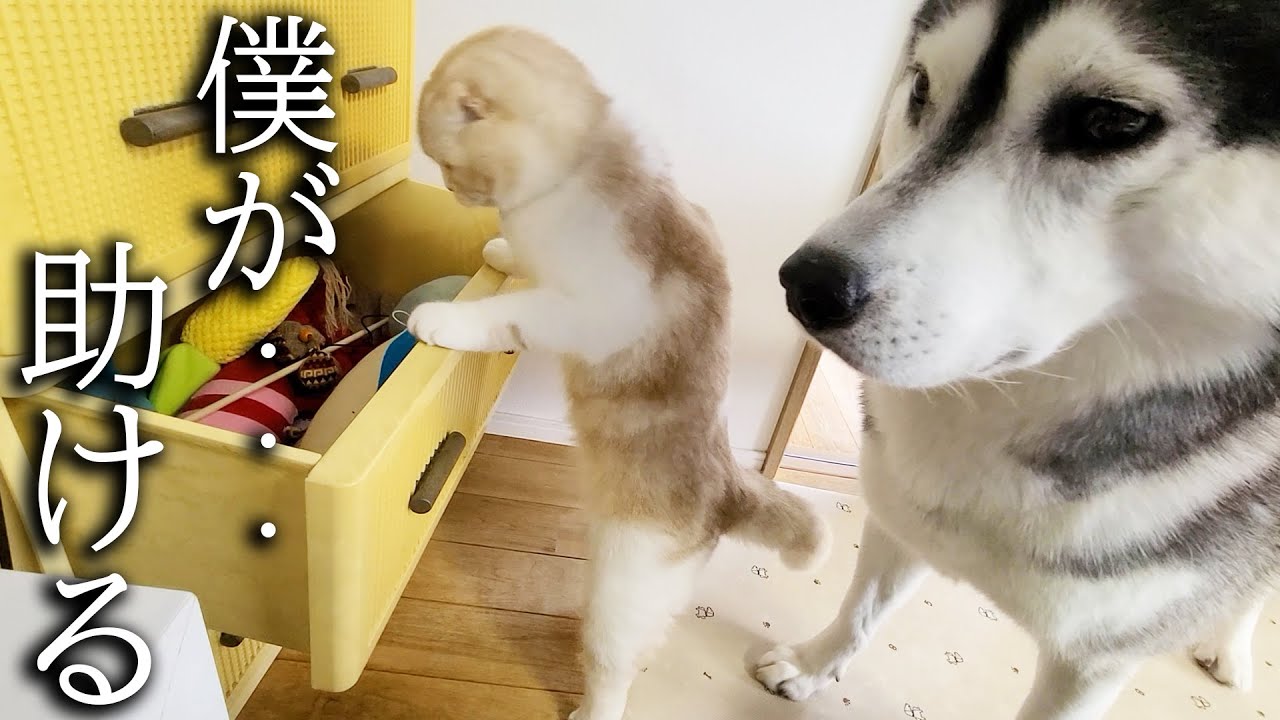 ぬいぐるみをタンスに片付けたら心配した子猫と犬達がこうなった...