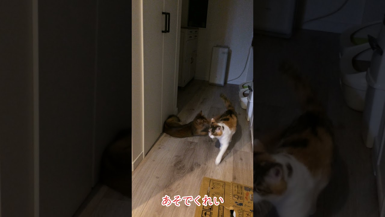 #25　三毛を襲うソマリ