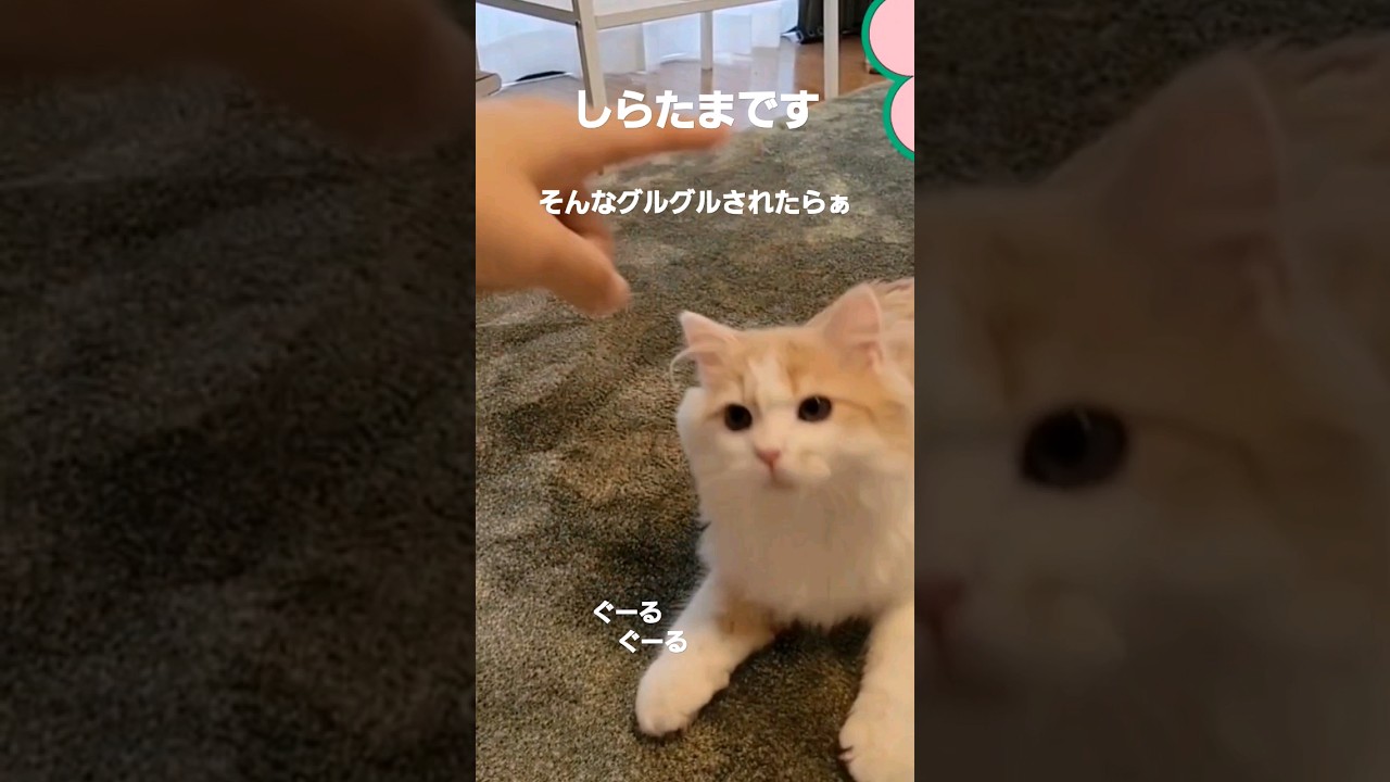 【子猫】そんなにされたらぁ～#ラガマフィン#猫動画 #shorts #cat