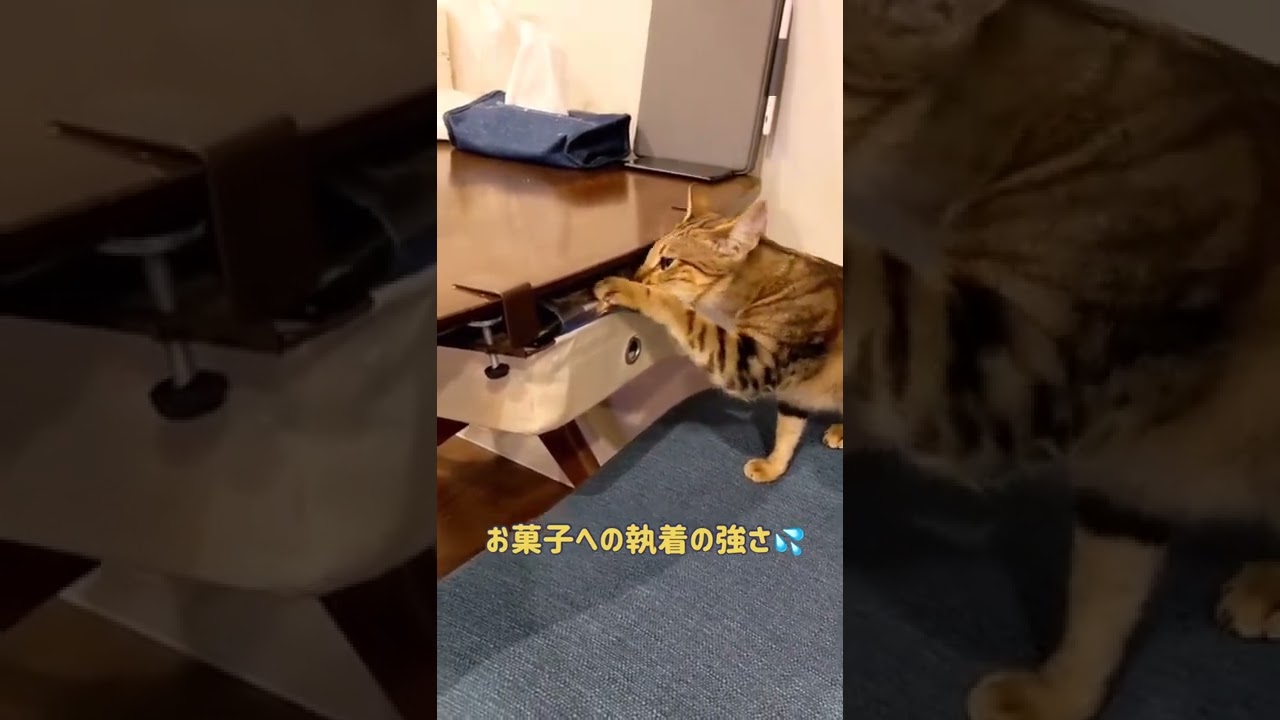 【ベンガル×シンガプーラ】泥棒猫を激写した瞬間【＃shorts】