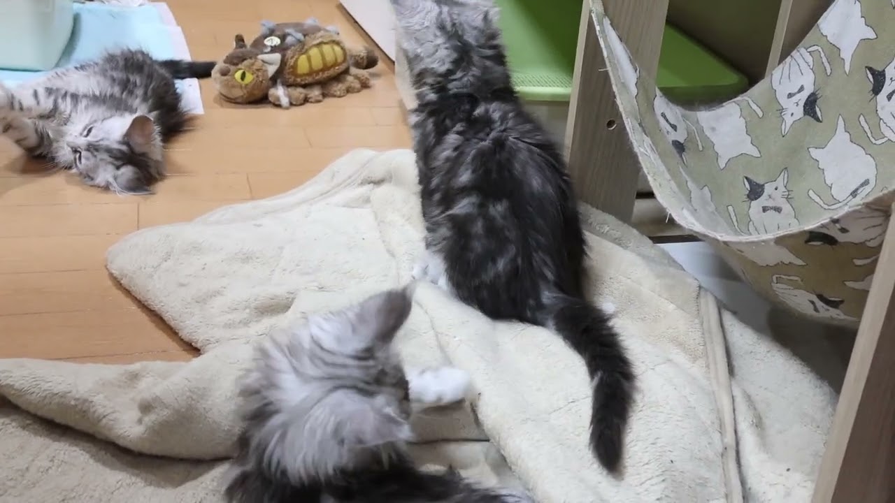 3匹のメインクーンの子猫達巣立ち