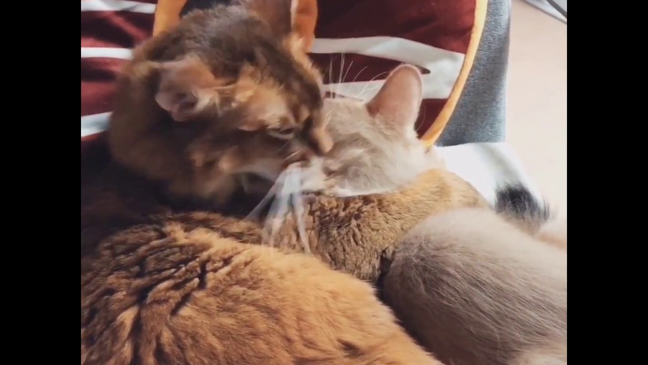 ソマリ兄弟のぺるぺる合戦