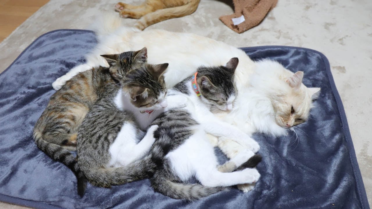 もふもふまくらの子猫たち　221207