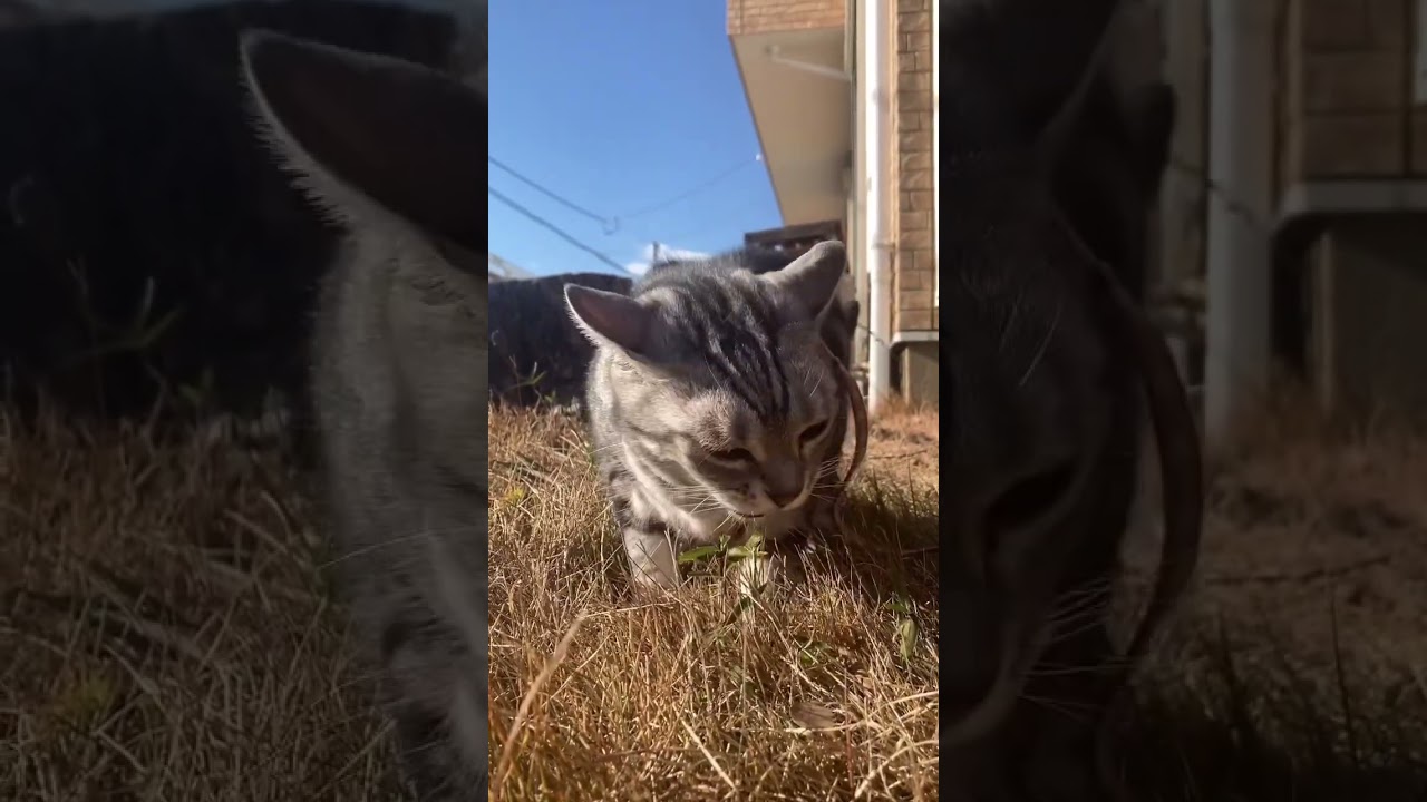 ご機嫌 猫 散歩 ビュッフェ アメリカンショートヘアー cat