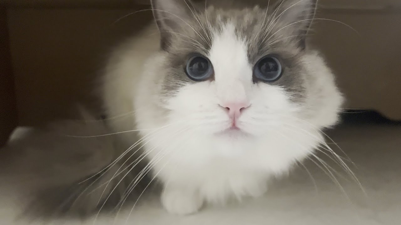 まだ寝たくないと駄々をこねる猫を説得したら幸せすぎる結末になったw【ラグドール】【かわいい】