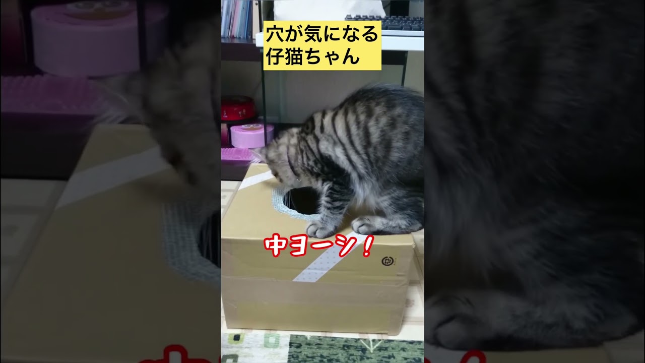 【メインクーン】仔猫時代の雅くん　穴あきダンボール #メインクーン #かわいい猫 #猫カフェ #キジトラ #猫動画おもしろい