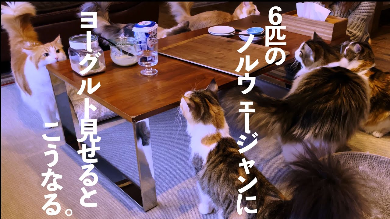 ヨーグルトに興奮する６匹のノルウェージャンフォレストキャットの様子がコチラです