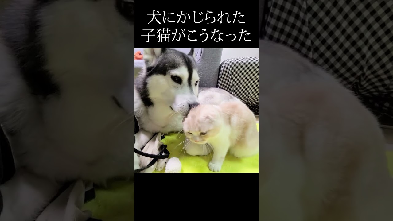 犬にかじられた子猫がこうなった...#shorts