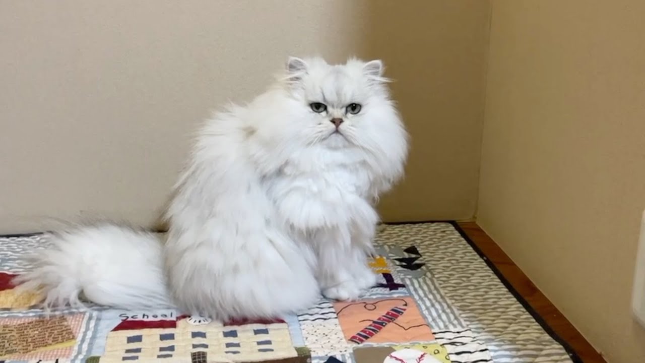 【ペルシャ猫】床の間を彩る美しい花よう✨罪深き美貌で誘惑してくる猫たち