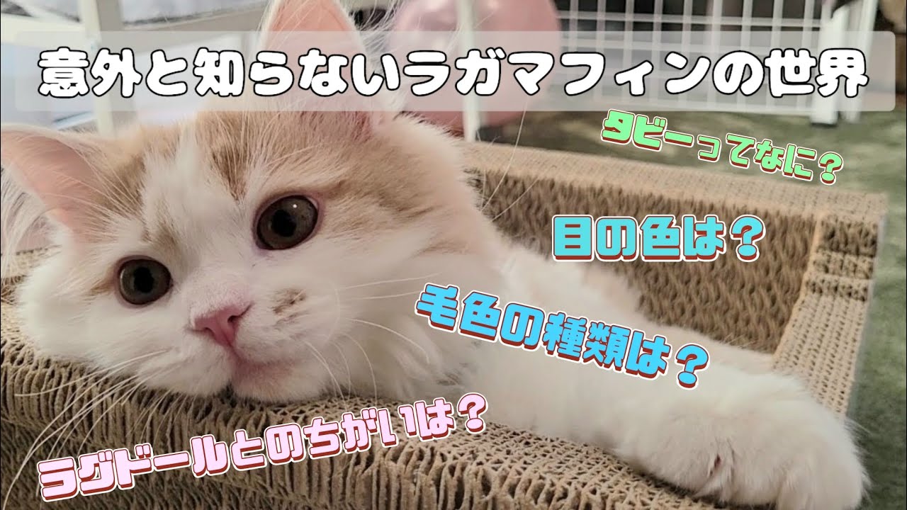 【大型猫】ラガマフィンとラグドールのちがい、比べてみた！