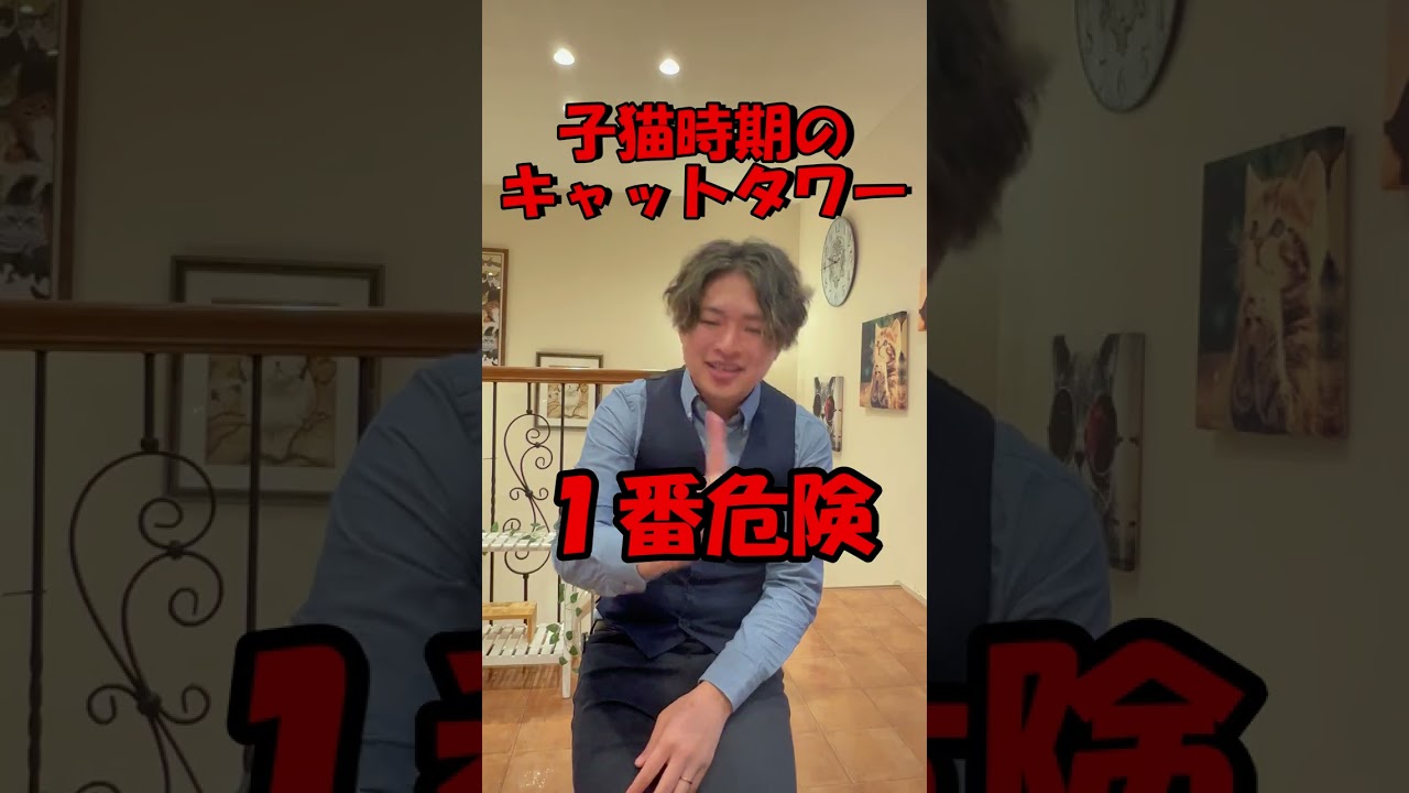 子猫お迎えの時に買うと後悔するグッズ #shorts