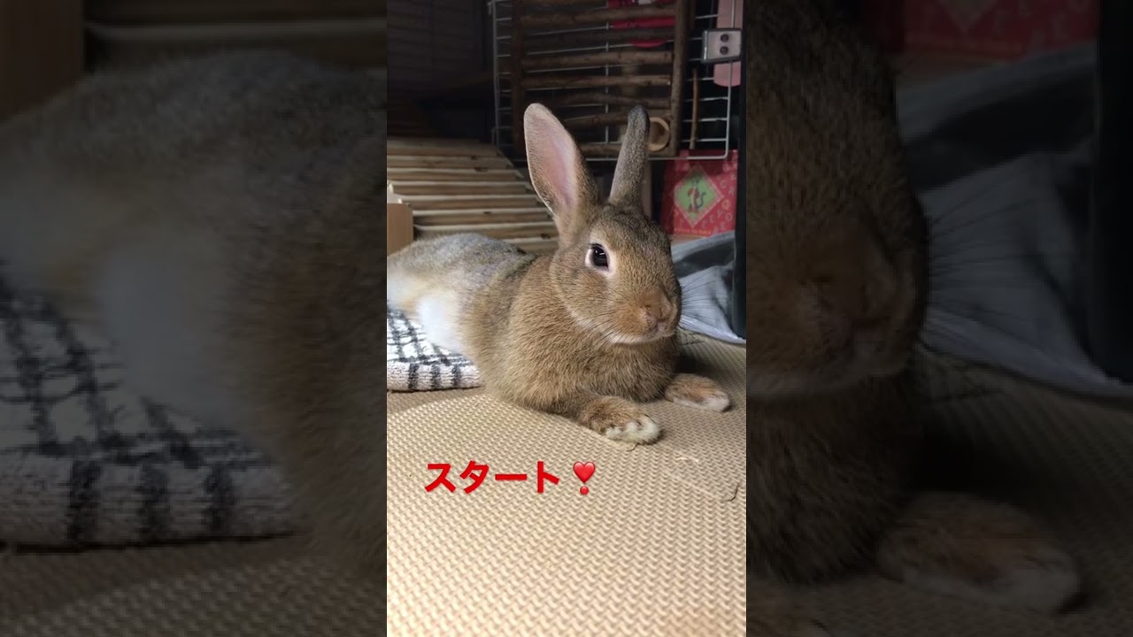 スフィンクスモード🐰🎬📹👍