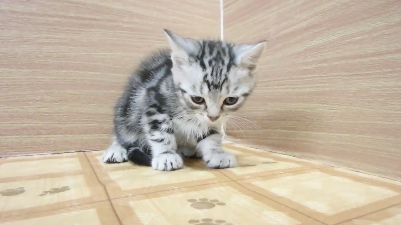 Coo&RIKU　No00616922 アメリカンショートヘアー