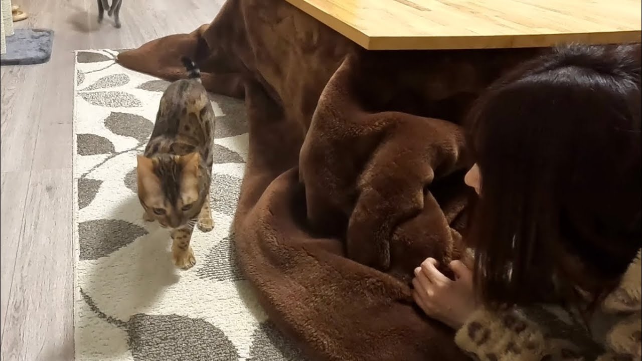 ママに遊んでアピールをする姿がかわいいベンガル猫がこちらです...