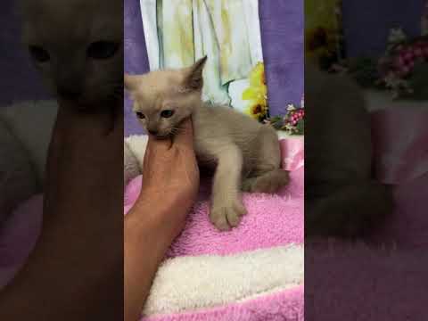 トンキニーズのコートカラー、シャンパン ミンクの男の子です。