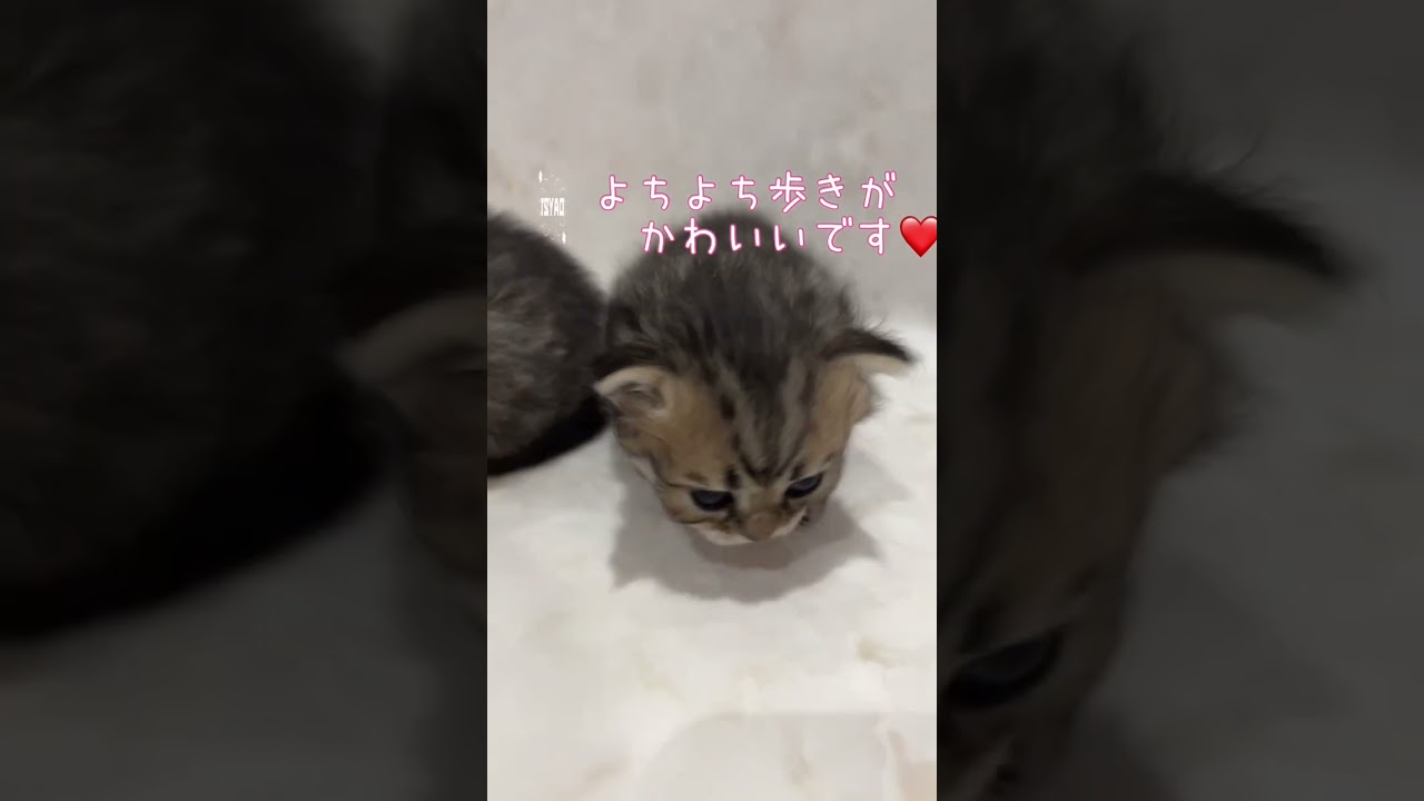 【今日もふ】元旦生まれミヌエット♡DAY21【2023年1月23日】